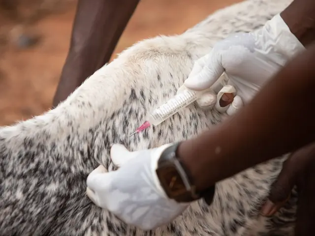 Veterinario con guantes aplicando una vacuna a un animal